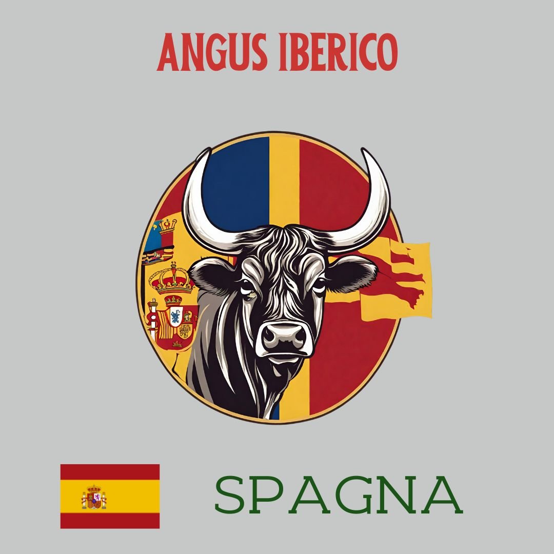 Angus Iberico